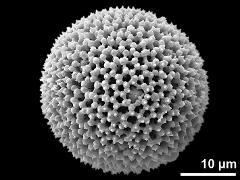 hydrated pollen grain