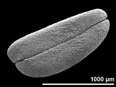 pollinium (hard)