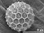 hydrated pollen