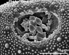 aperture of dry pollen grain