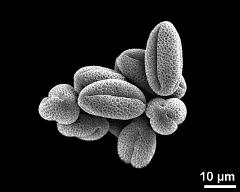 dry pollen grains