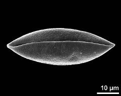 dry pollen grain