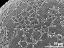 exine surface