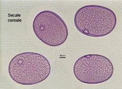 hydrated pollen