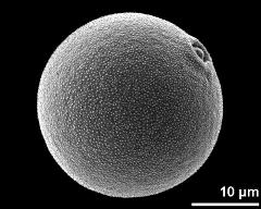 hydrated pollen grain