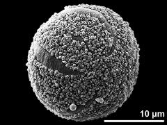 hydrated pollen,irregularly ruptured exine