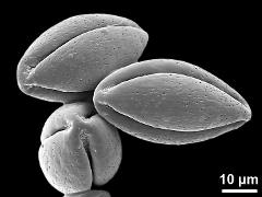 dry pollen grains