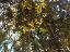 habitus,flower(s)