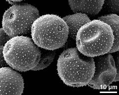 dry pollen grains