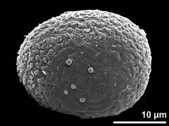 hydrated pollen,equatorial view,ring-like aperture