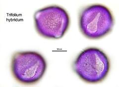 hydrated pollen