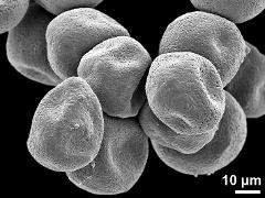 dry pollen grains