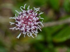 inflorescence(s)