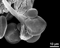 germinating pollen grain