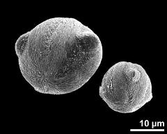 blue pollen grain (left) and yellow pollen grain (right),pollen size different between the morphs