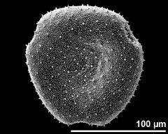 polar view of dry pollen grain