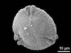 aborted pollen grain,polar view