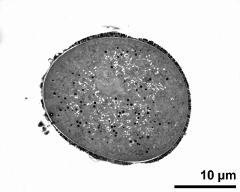 pollen grain in cross section