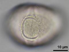 hydrated pollen,equatorial view