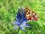 flower of Phyteuma persicifolium (with Boloria euphrosyne)