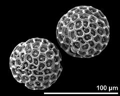 hydrated pollen grains