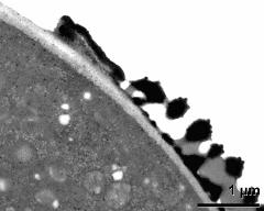 pollen wall at transition of aperture and interapertural area