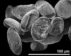 dry pollen grains