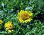 flower(s)