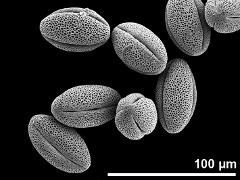 dry pollen grains