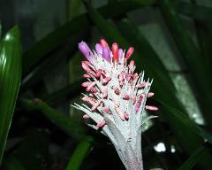 flowers of Aechmea dealbata