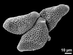 dry pollen grains