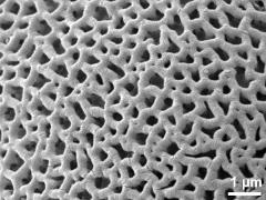 exine surface