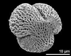 polar view (dry pollen grain)