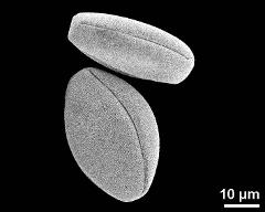 dry pollen grains in equatorial view