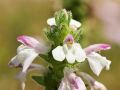 inflorescence(s)