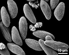 dry pollen grains