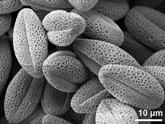 dry pollen grains