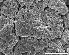 dry tetrads (in massula)