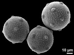hydrated pollen