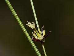 inflorescence(s)