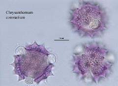 hydrated pollen