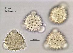 hydrated pollen