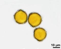 pollen grains with pollenkitt