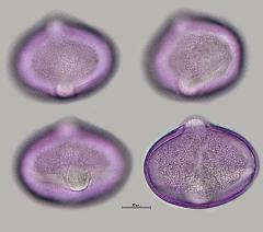 hydrated pollen