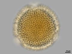 polar view,hydrated pollen