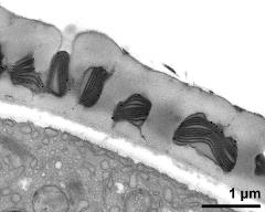 interapertural area of pollen wall