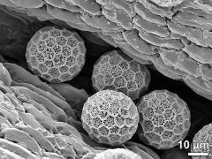 hydrated pollen grains