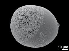 hydrated pollen,equatorial view