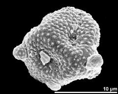 polar view (dry pollen grain)