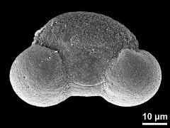 hydrated pollen grain